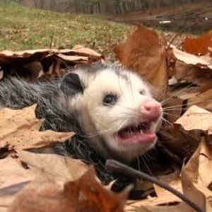 Meet your Posher, Isabel